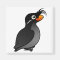 Crested Auklet Magnet