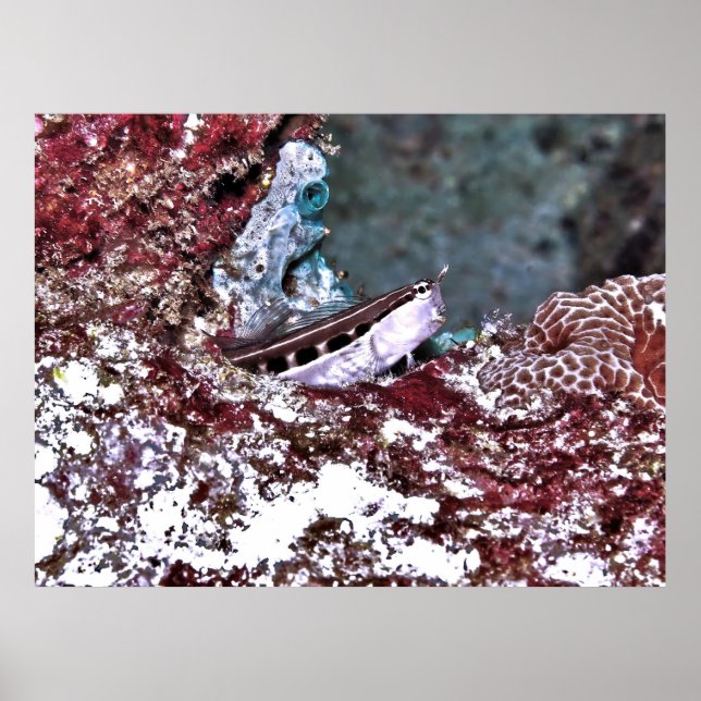 Crested Blenny Poster (Front)