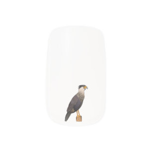 Crested caracara bird cartoon illustration  minx nail art
