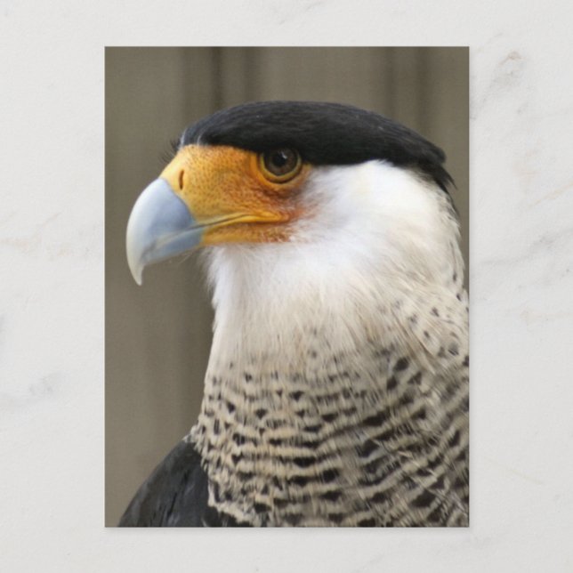 Crested Caracara Bird Photo Postcard (Front)