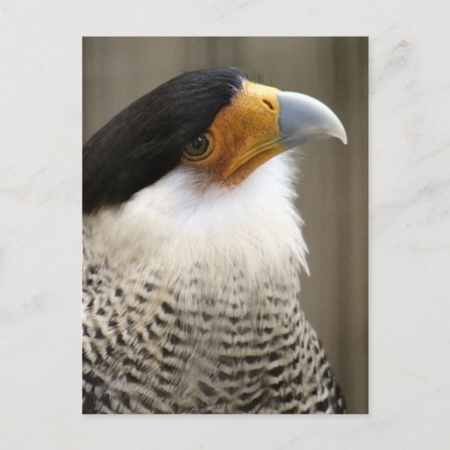 Crested Caracara Bird Photo Postcard (Front)