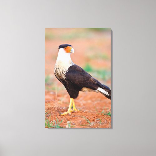 Crested Caracara Caracara Cheriway Scavenging Canvas Print