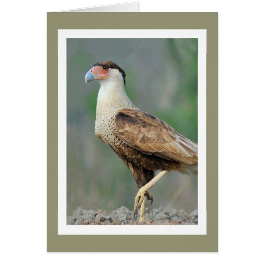 Crested Caracara Cards (Front)