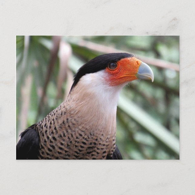 Crested Caracara Postcard (Front)