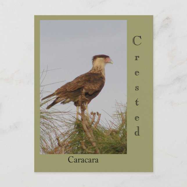 Crested Caracara Postcard (Front)
