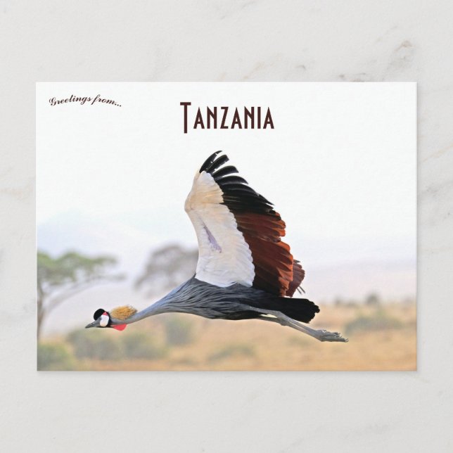 Crested Crane in Tanzania  Postcard (Front)