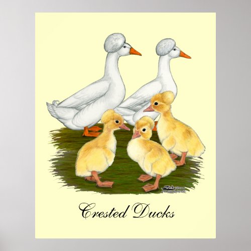 Crested Duck Family Poster