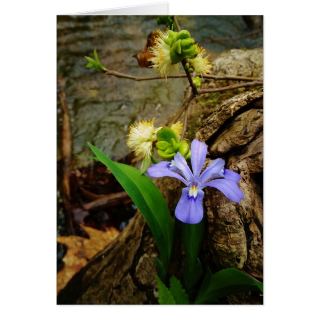 Crested Dwarf Iris blue purple white flower (Front)