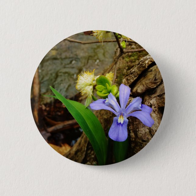 Crested Dwarf Iris blue purple white flower Button (Front)