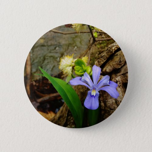 Crested Dwarf Iris blue purple white flower Button