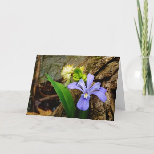 Crested Dwarf Iris blue purple white flower Card