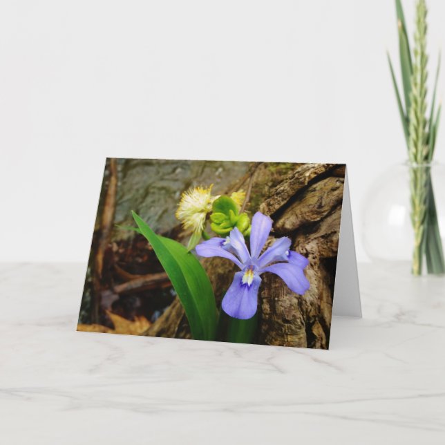 Crested Dwarf Iris blue purple white flower Card (Front)