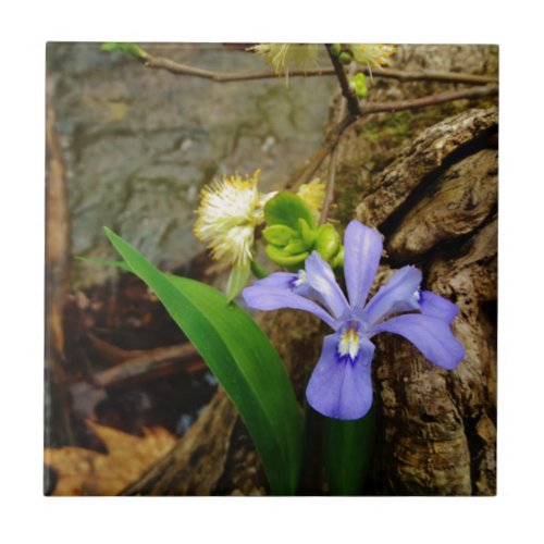 Crested Dwarf Iris blue purple white flower Ceramic Tile