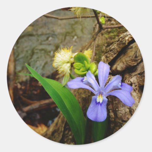 Crested Dwarf Iris blue purple white flower Classic Round Sticker