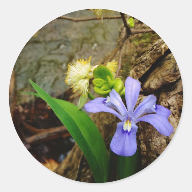 Crested Dwarf Iris blue purple white flower Classic Round Sticker (Front)