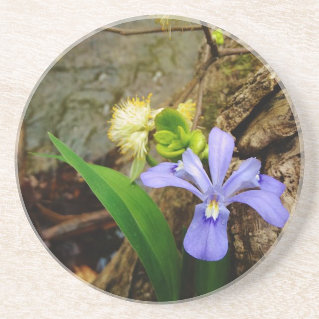 Crested Dwarf Iris blue purple white flower Drink Coaster (Front)