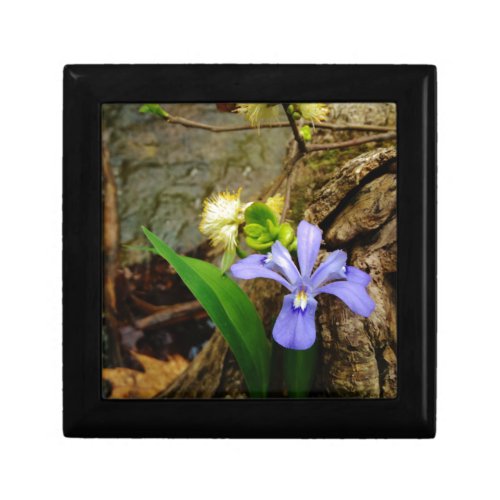Crested Dwarf Iris blue purple white flower Gift Box