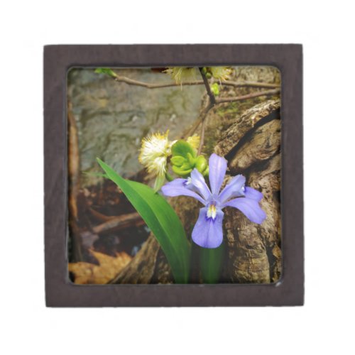 Crested Dwarf Iris blue purple white flower Gift Box