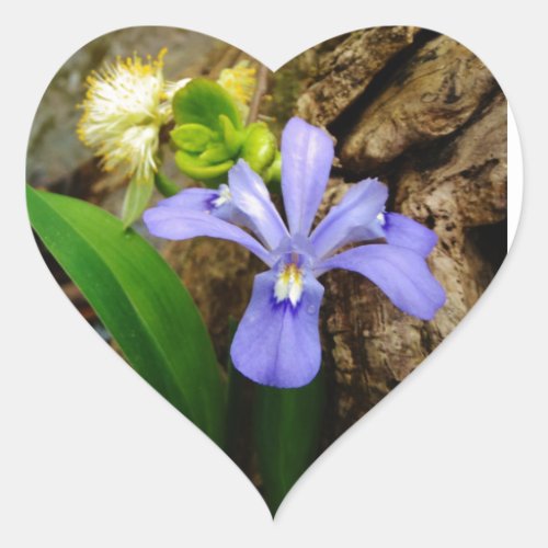 Crested Dwarf Iris blue purple white flower Heart Sticker