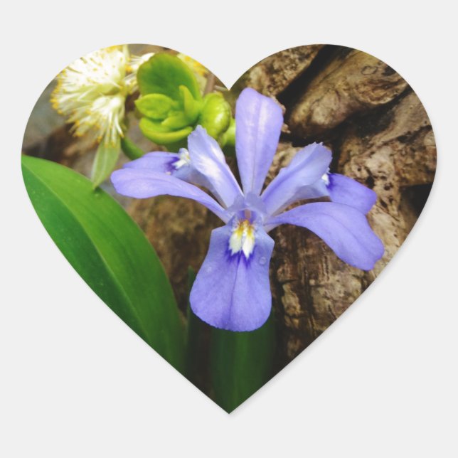 Crested Dwarf Iris blue purple white flower Heart Sticker (Front)