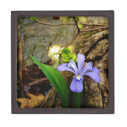Crested Dwarf Iris blue purple white flower Keepsake Box