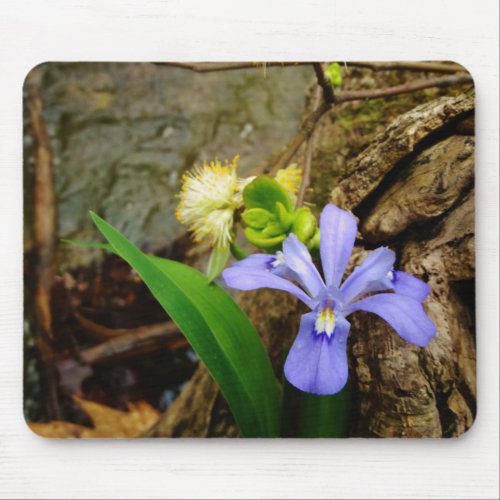 Crested Dwarf Iris blue purple white flower Mouse Pad