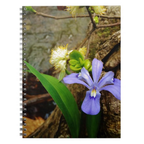 Crested Dwarf Iris blue purple white flower Notebook