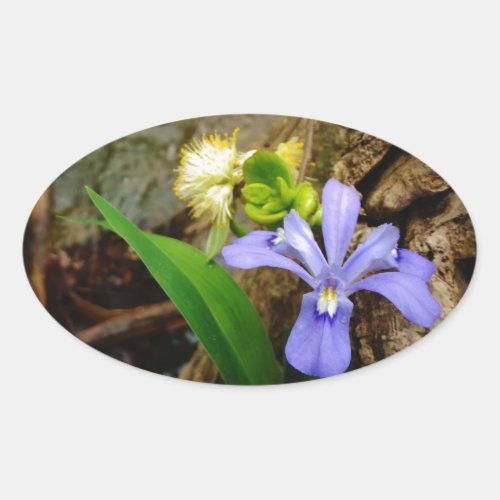 Crested Dwarf Iris blue purple white flower Oval Sticker