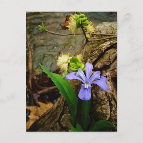 Crested Dwarf Iris blue purple white flower Postcard