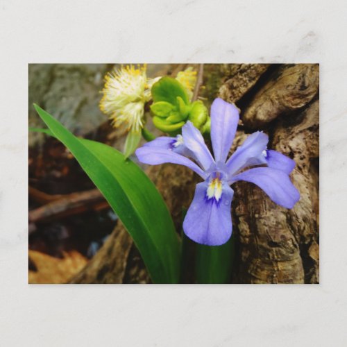Crested Dwarf Iris blue purple white flower Postcard