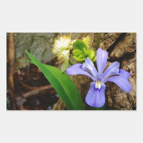 Crested Dwarf Iris blue purple white flower Rectangular Sticker