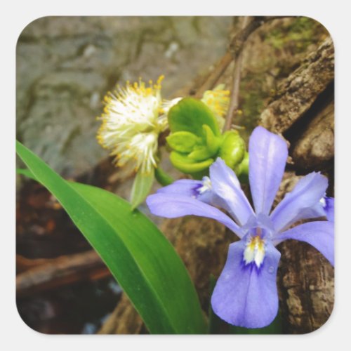 Crested Dwarf Iris blue purple white flower Square Sticker