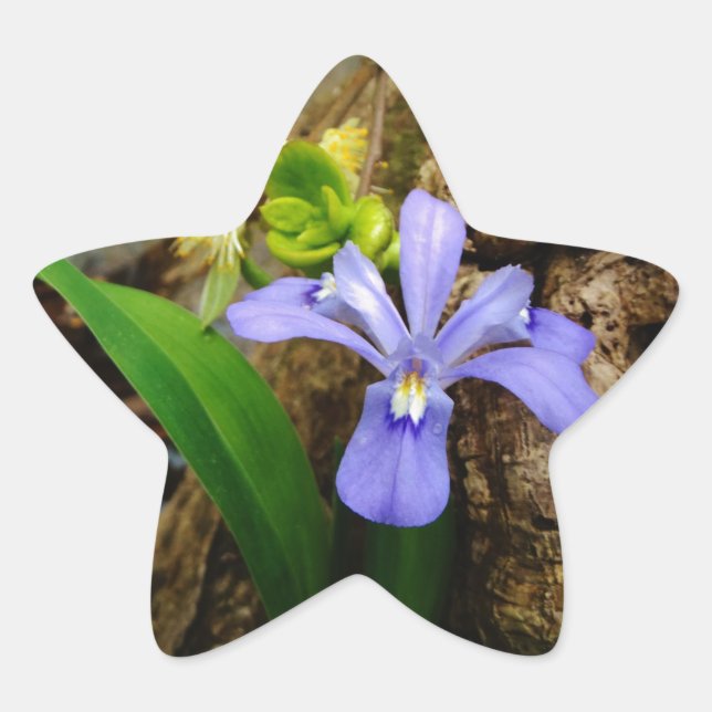 Crested Dwarf Iris blue purple white flower Star Sticker (Front)