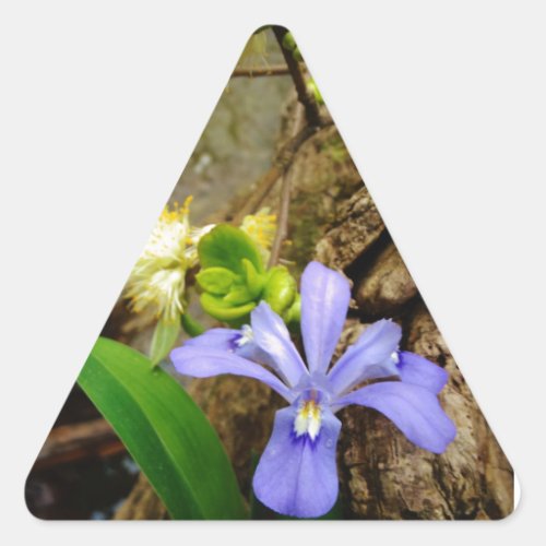 Crested Dwarf Iris blue purple white flower Triangle Sticker
