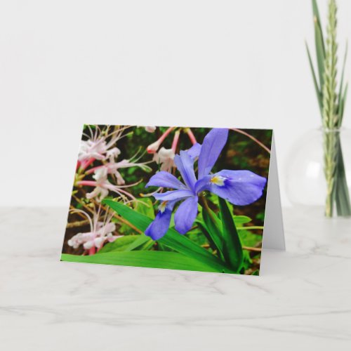 Crested Dwarf Iris Card