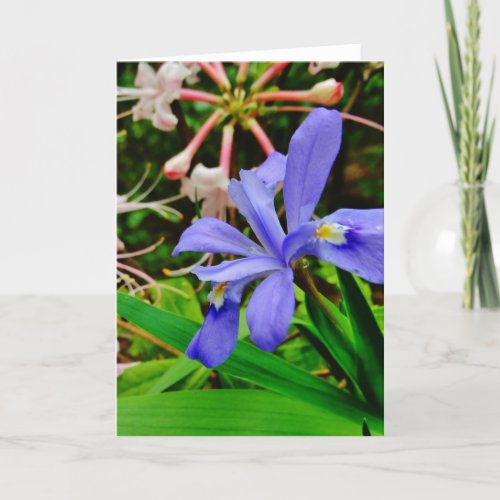 Crested Dwarf Iris Card