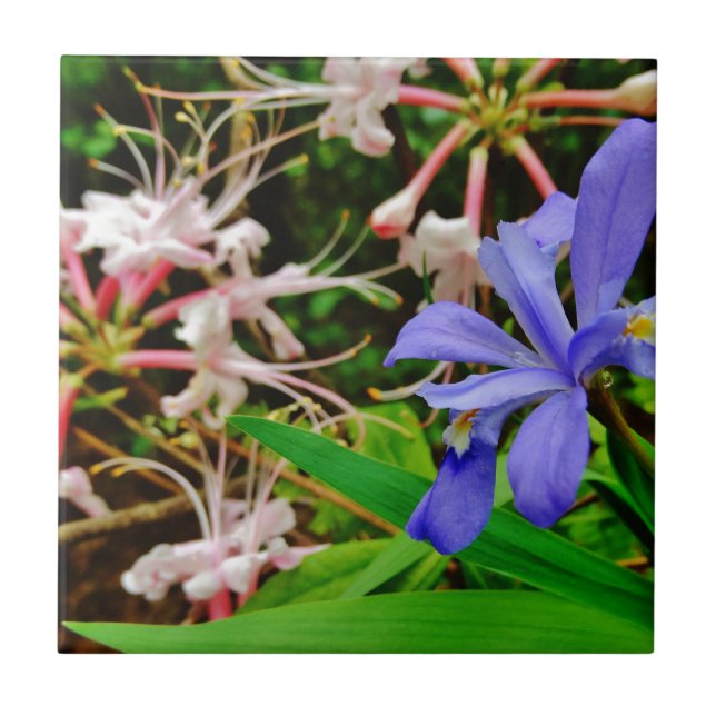 Crested Dwarf Iris Ceramic Tile (Front)