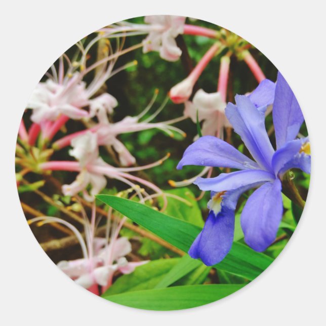 Crested Dwarf Iris Classic Round Sticker (Front)