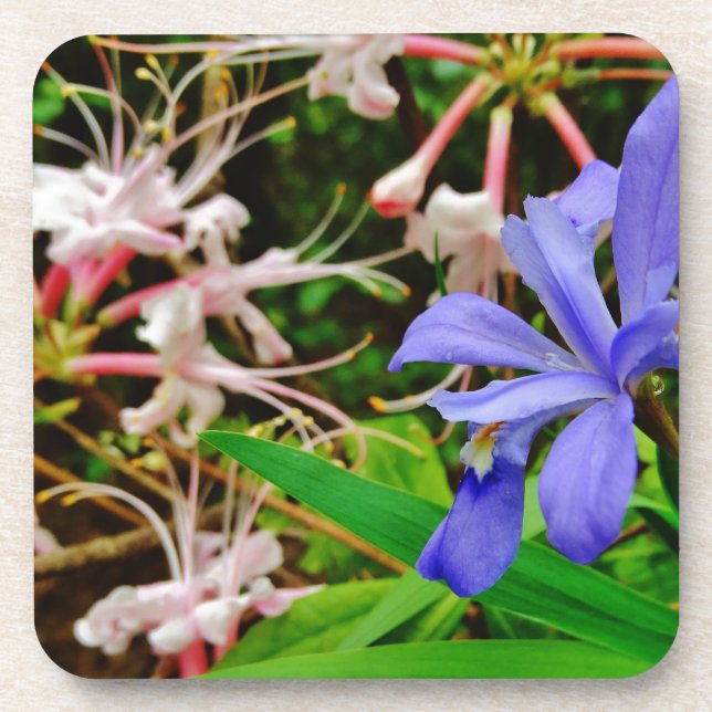Crested Dwarf Iris Drink Coaster (Front)