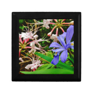 Crested Dwarf Iris Gift Box