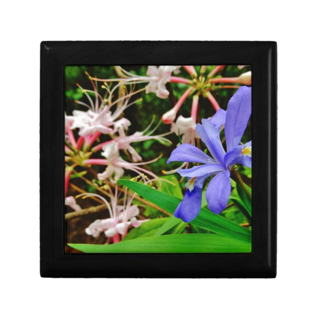 Crested Dwarf Iris Gift Box (Front)