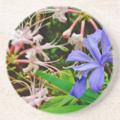 Crested Dwarf Iris Sandstone Coaster