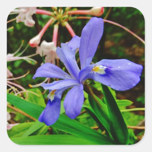 Crested Dwarf Iris Square Sticker