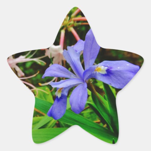 Crested Dwarf Iris Star Sticker