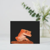 crested gecko (Standing Front)