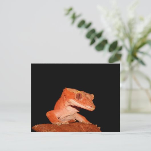 crested gecko (Standing Front)