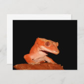 crested gecko (Front/Back)
