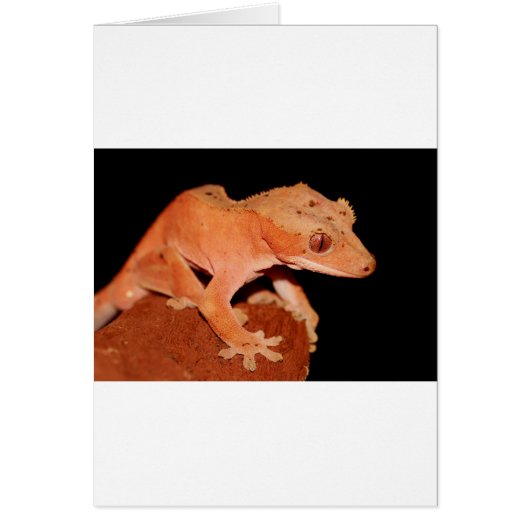 crested gecko cards (Front)