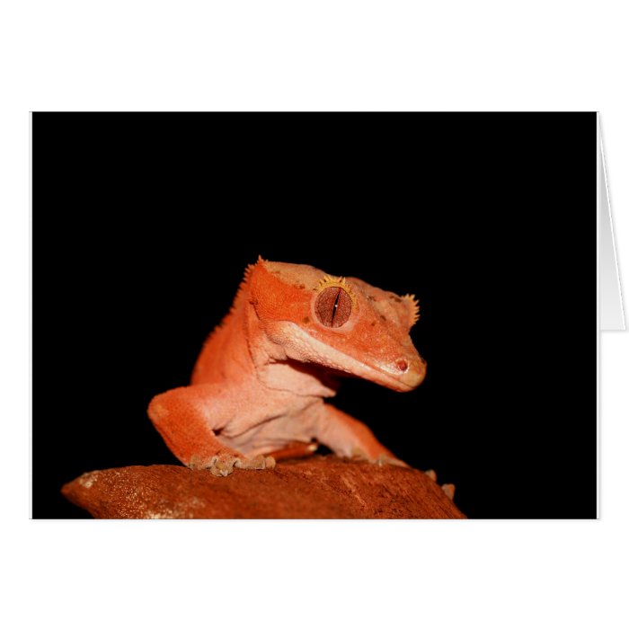 crested gecko greeting card