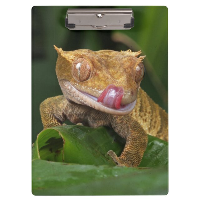 Crested Gecko Lizard Clipboard (Front)